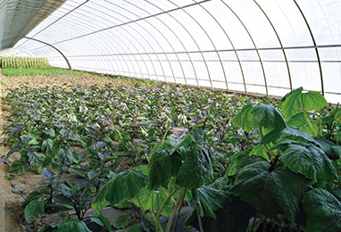 如何合理的建設(shè)日光溫室？